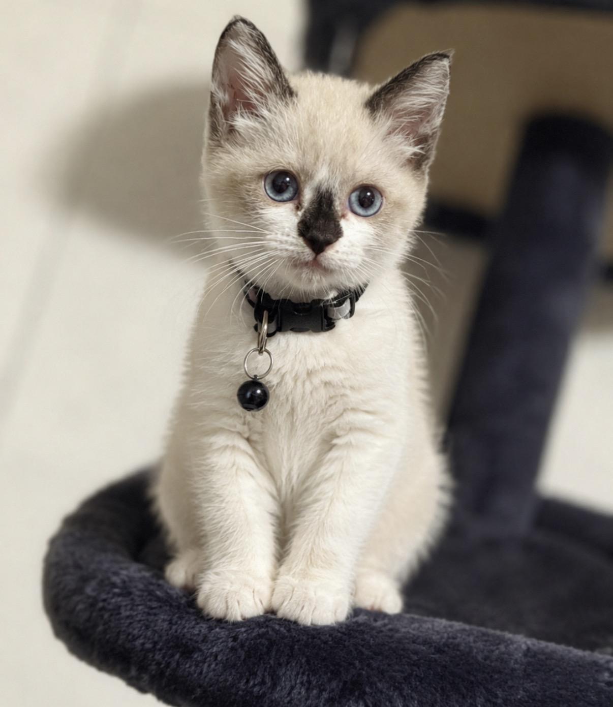 Haku, an adopted Siamese in Covington, LA image 2/3