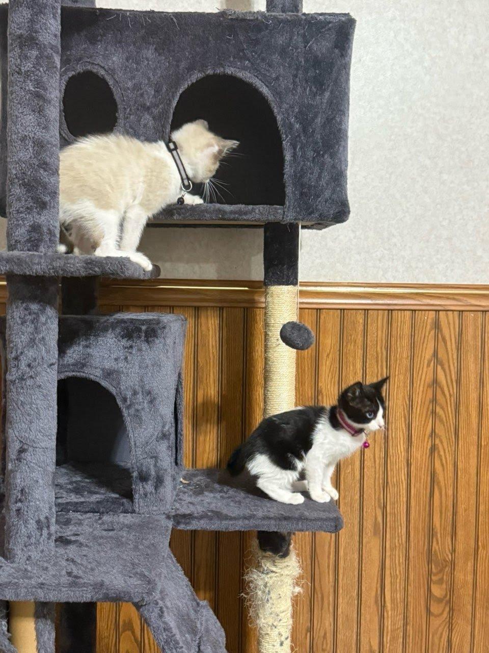 Haku, an adopted Siamese in Covington, LA image 3/3