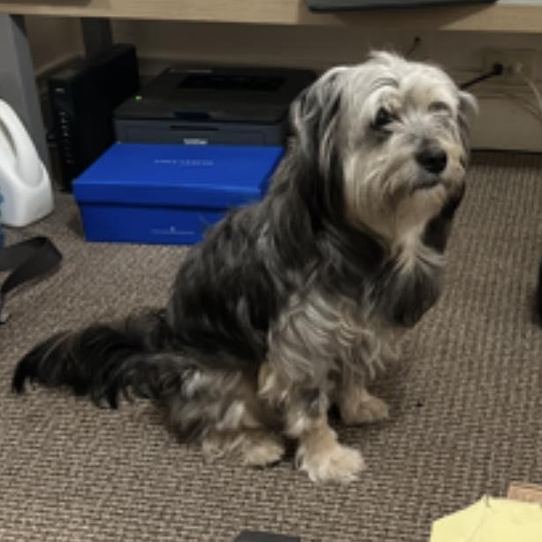 Gio, an adopted mixed breed in West Linn, OR image 2/3