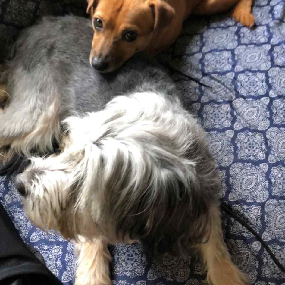 Gio, an adopted mixed breed in West Linn, OR image 3/3