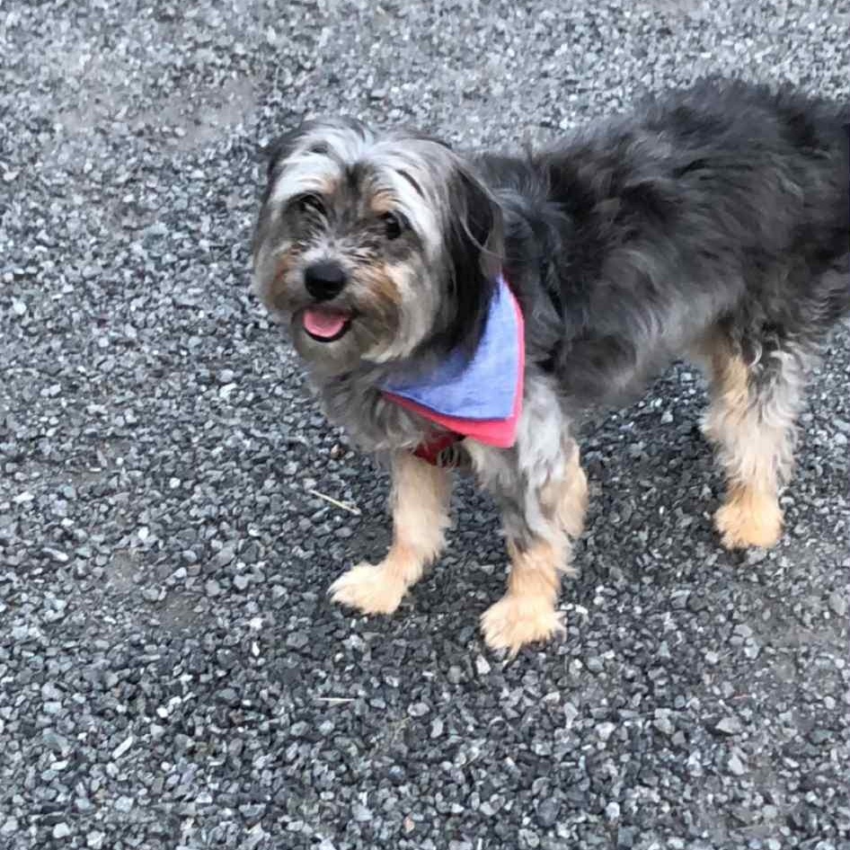 Gio, adopted, Adult Male Shih Tzu & Schnauzer.
