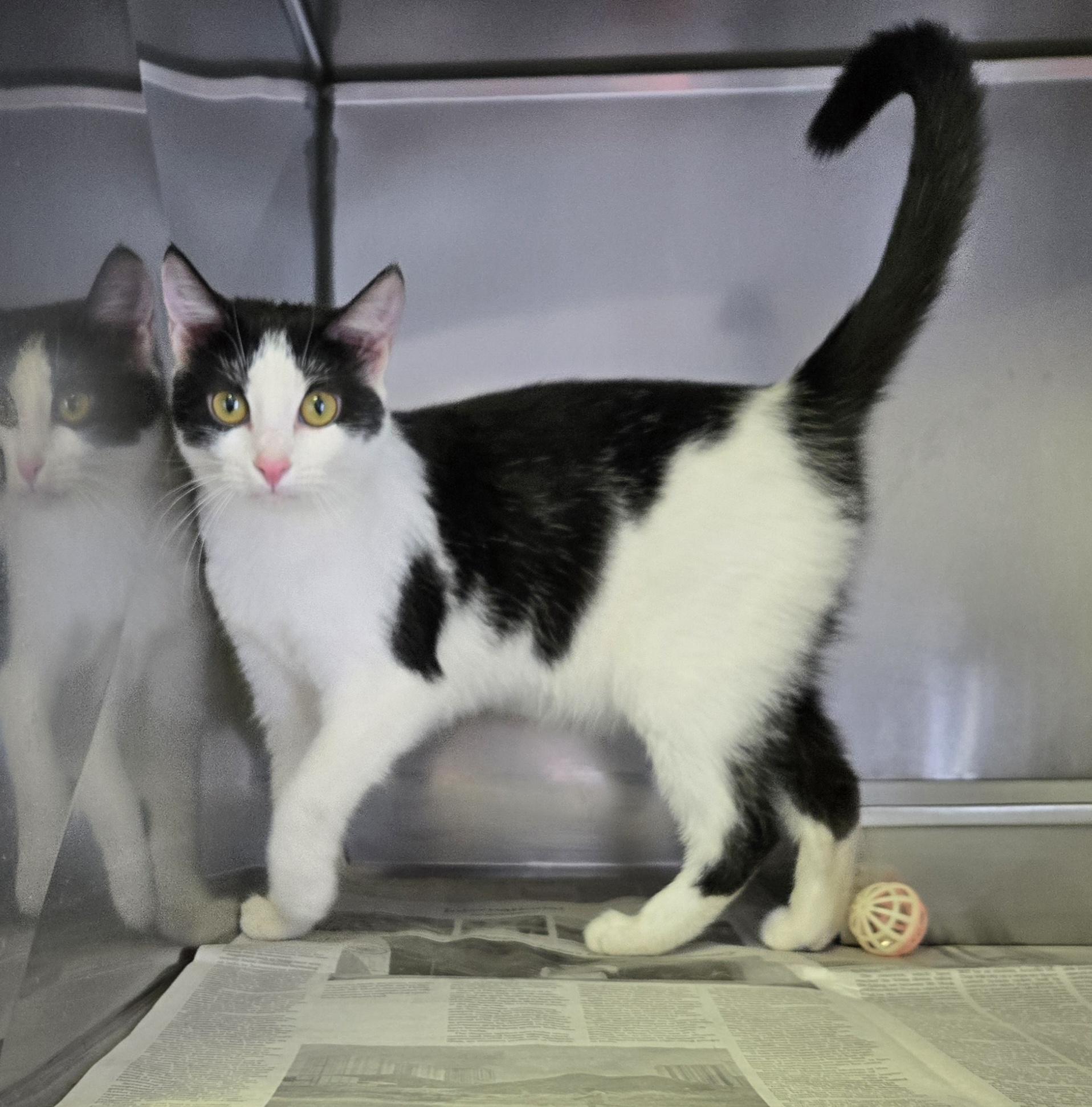 Tilly, ADOPTABLE, Young Female Domestic Short Hair.