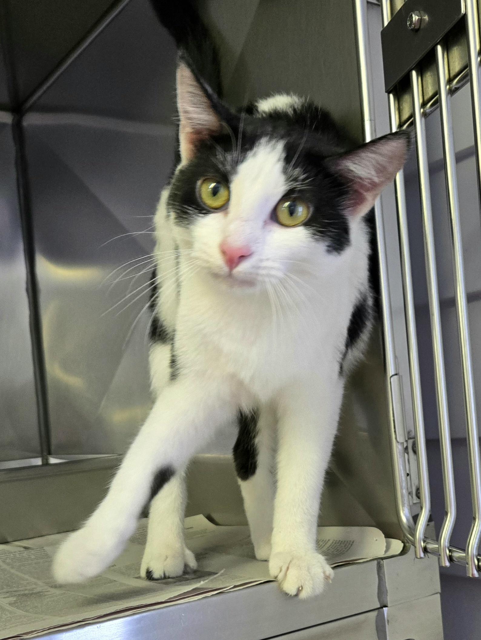 Enlarge Tilly, a ADOPTABLE Domestic Short Hair in Arlington Heights, IL image 3/6
