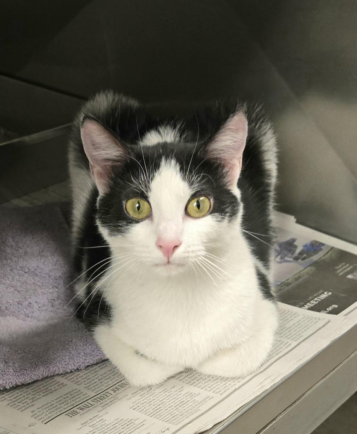 Enlarge Tilly, a ADOPTABLE Domestic Short Hair in Arlington Heights, IL image 6/6