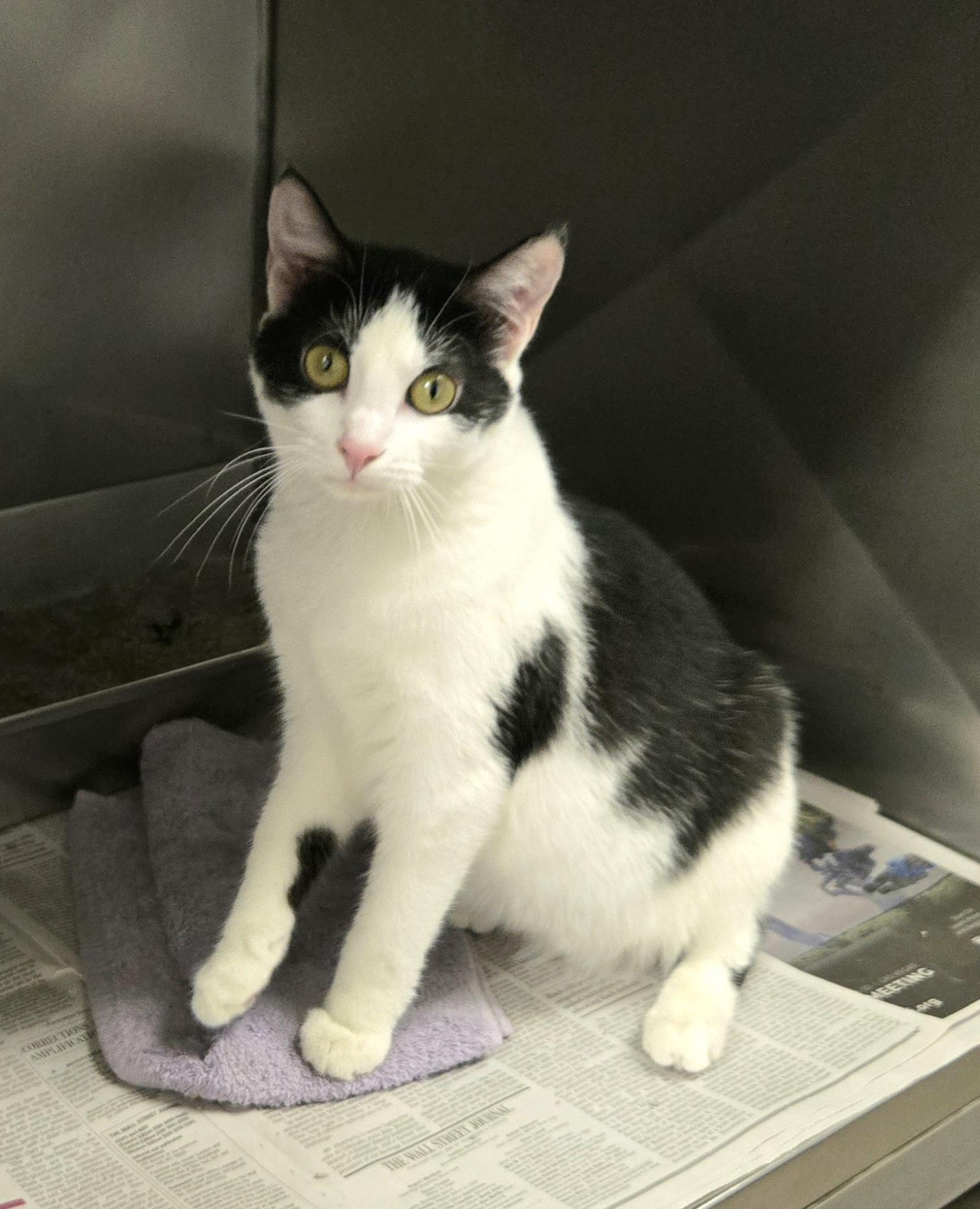 Enlarge Tilly, a ADOPTABLE Domestic Short Hair in Arlington Heights, IL image 5/6