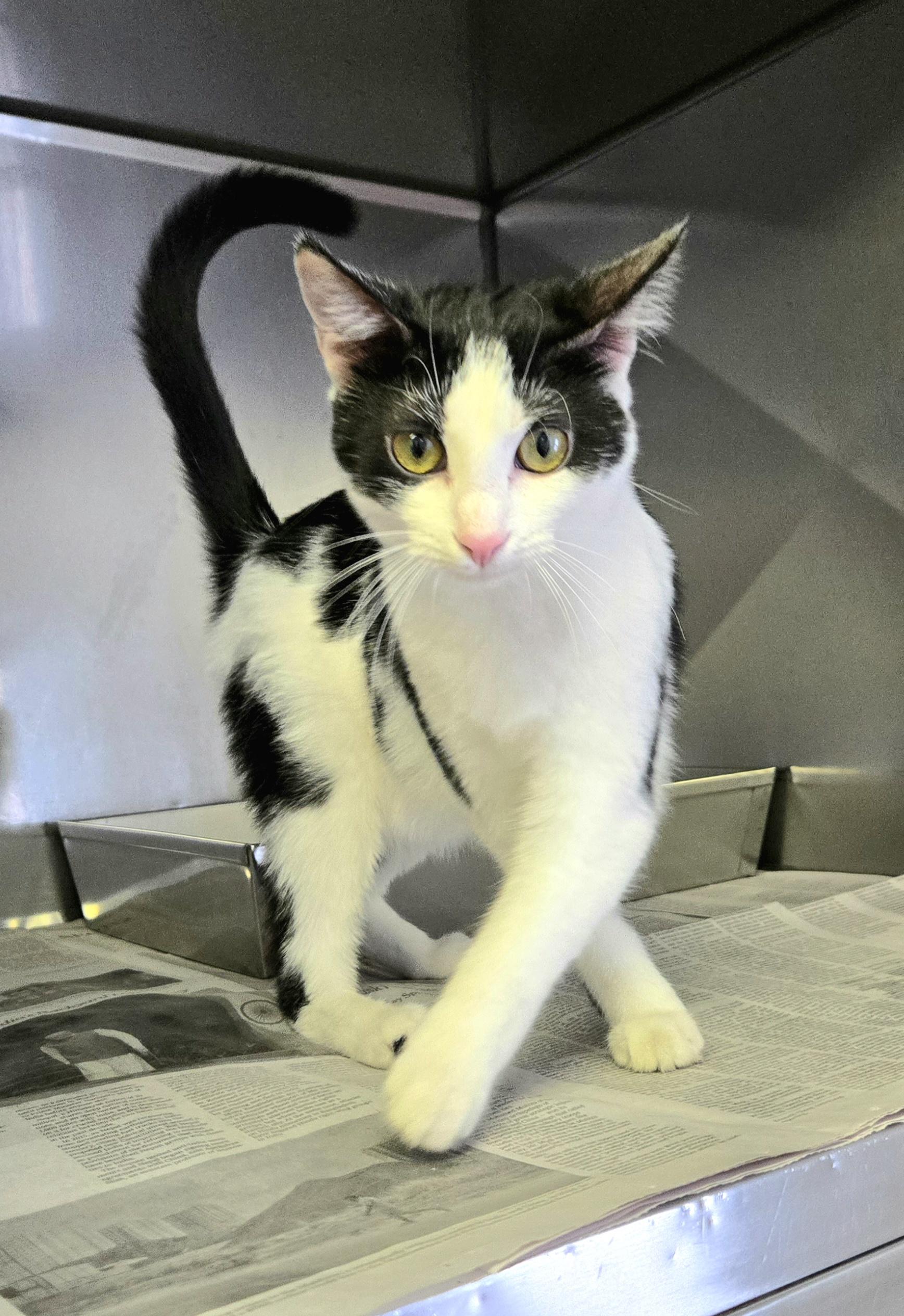 Enlarge Tilly, a ADOPTABLE Domestic Short Hair in Arlington Heights, IL image 4/6