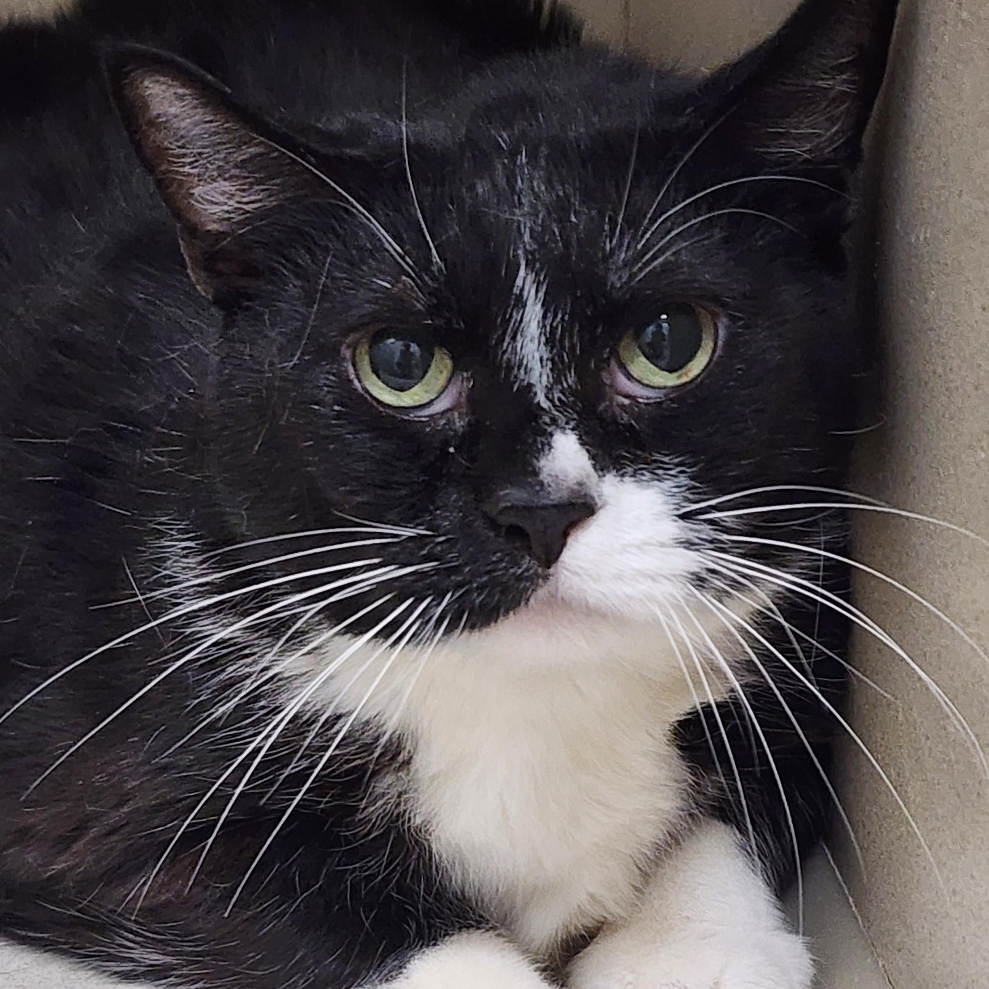 Ozzy, ADOPTABLE, Senior Male Domestic Short Hair.