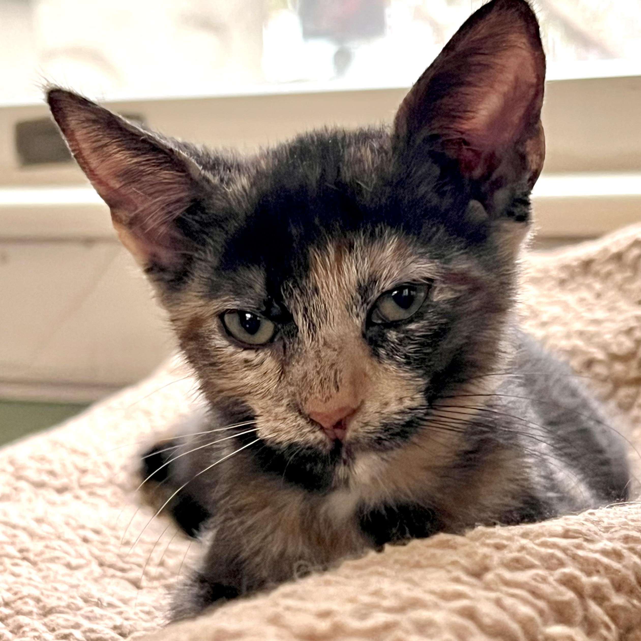 Celeste, an adopted Domestic Short Hair in Maplewood, NJ image 1/6