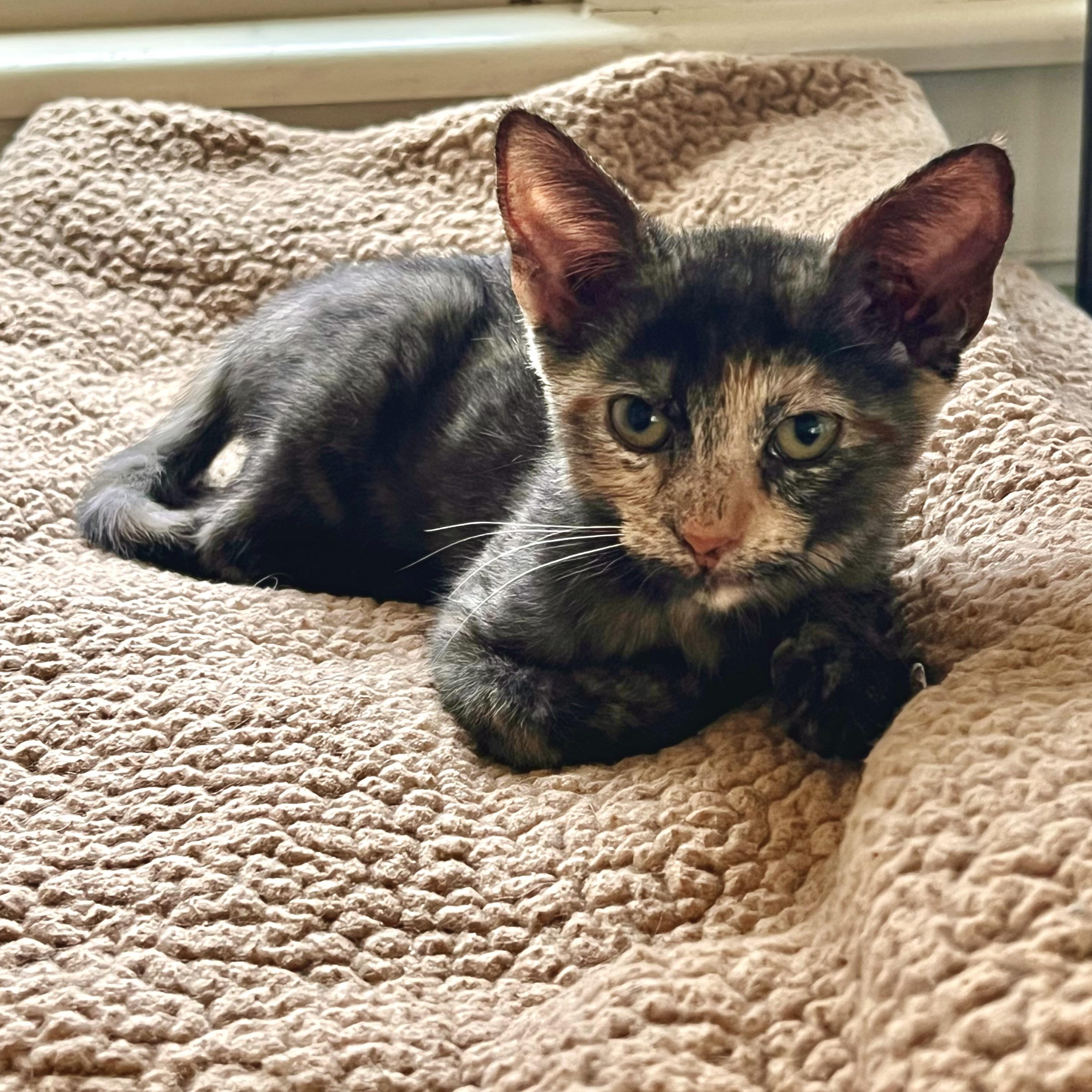 Celeste, an adopted Domestic Short Hair in Maplewood, NJ image 5/6