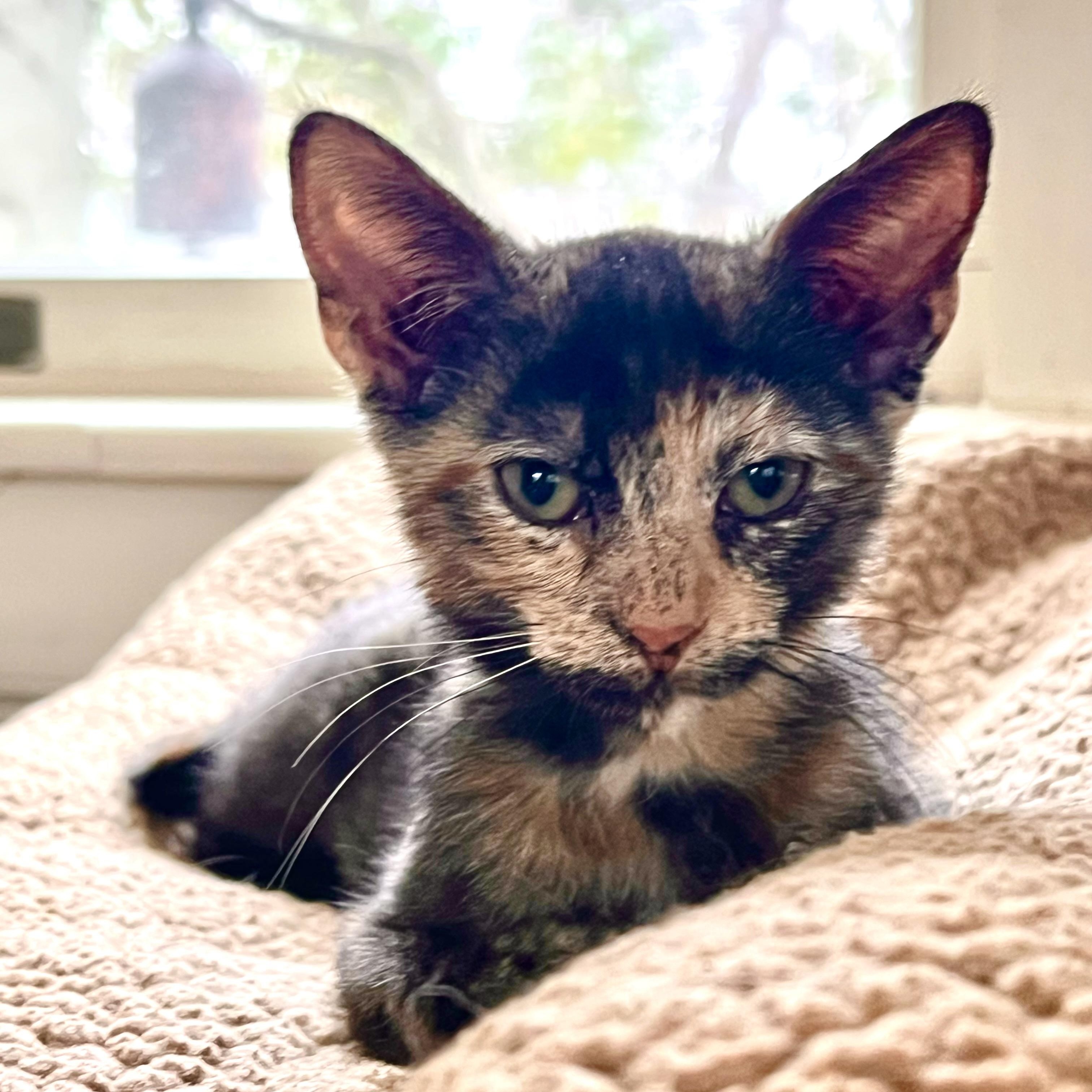 Celeste, an adopted Domestic Short Hair in Maplewood, NJ image 3/6