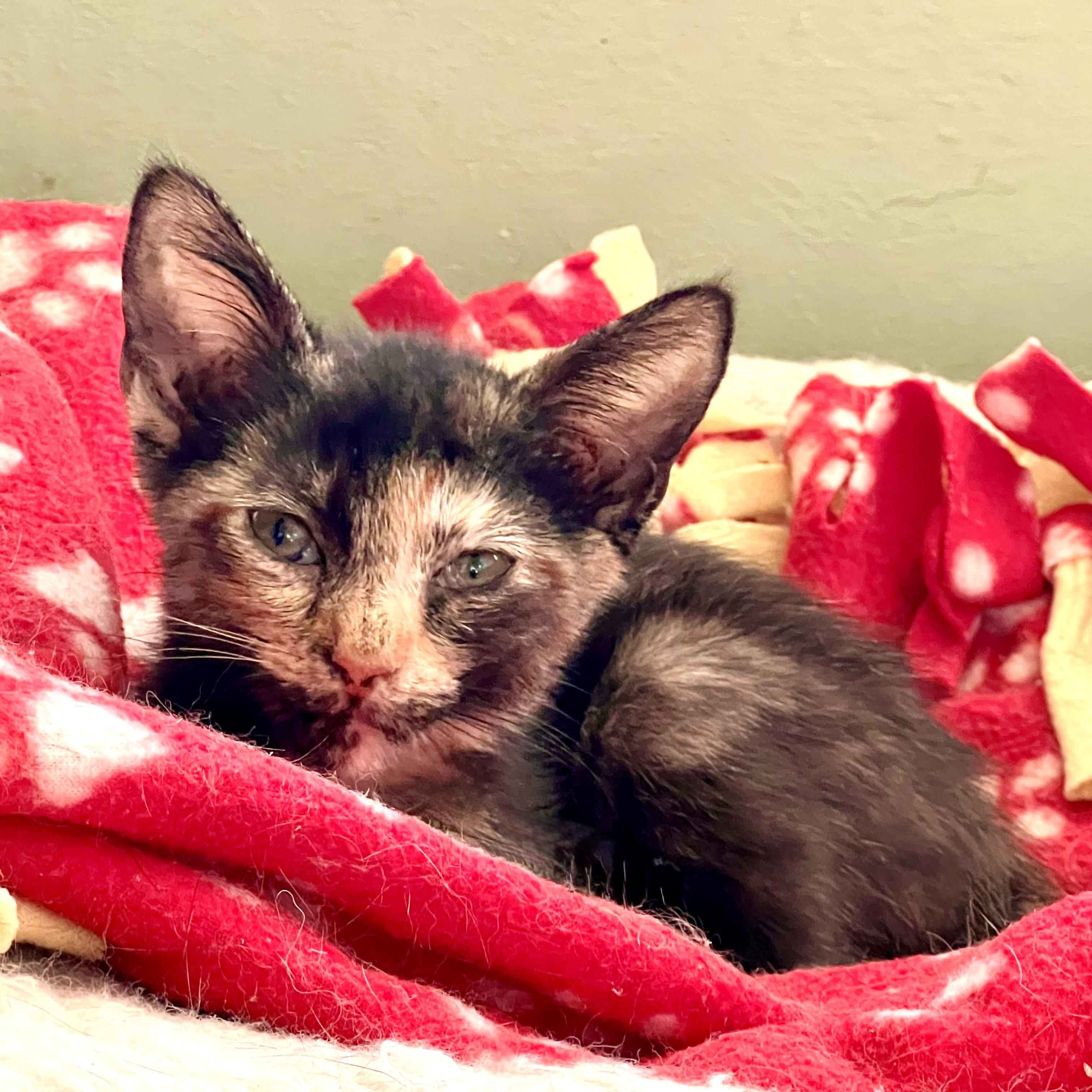 Celeste, ADOPTABLE, Kitten Female Domestic Short Hair.