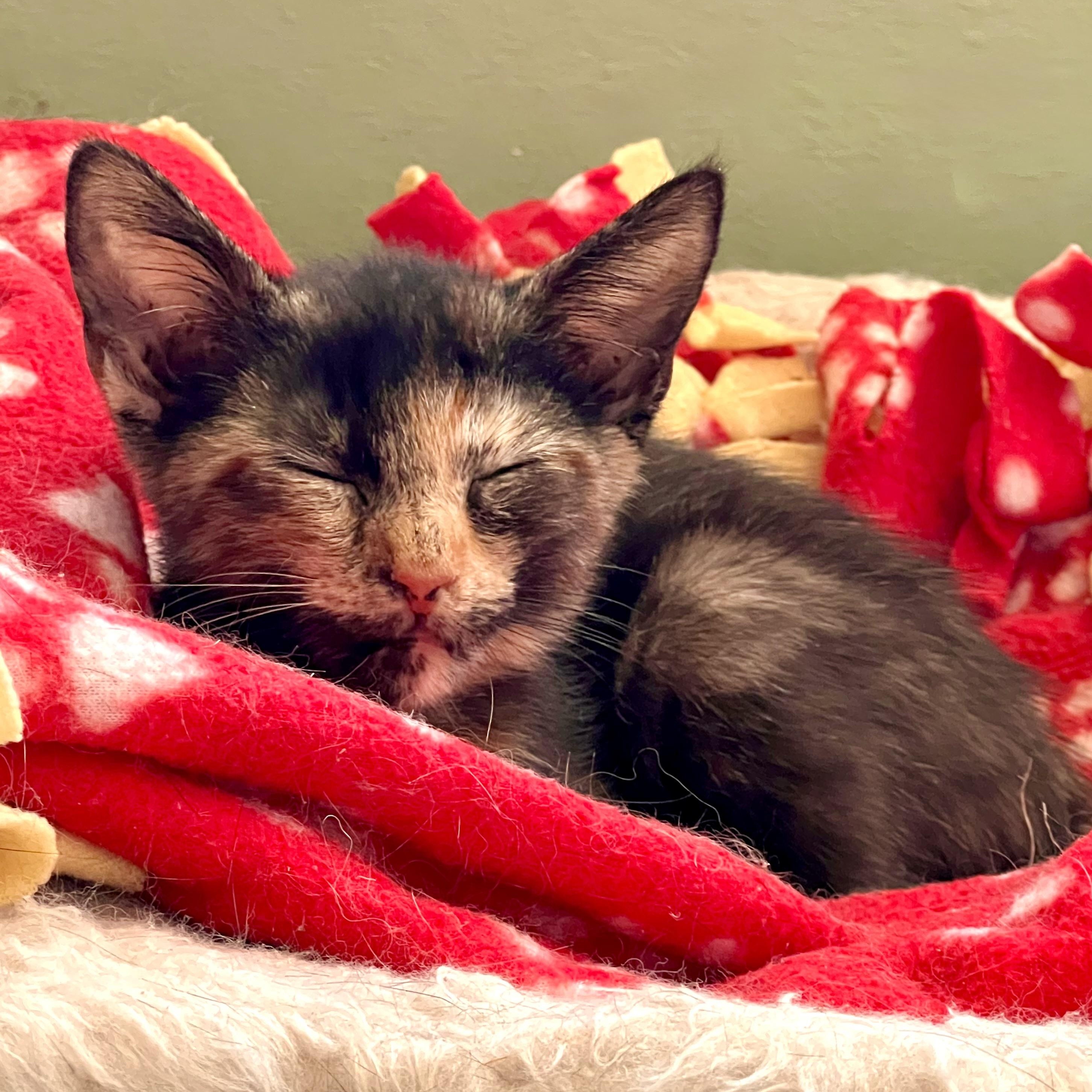 Enlarge Celeste, a ADOPTABLE Domestic Short Hair in Maplewood, NJ image 2/3