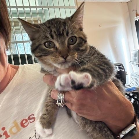 Enlarge Luella, a Adoptable Domestic Short Hair in Hutchinson, MN image 3/4