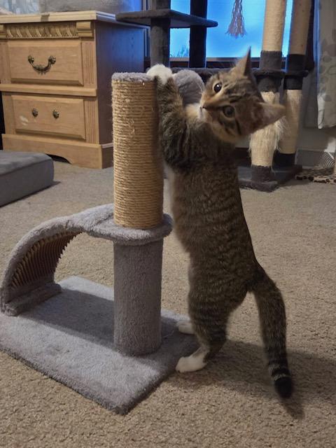 Enlarge Luella, a Adoptable Domestic Short Hair in Hutchinson, MN image 4/4