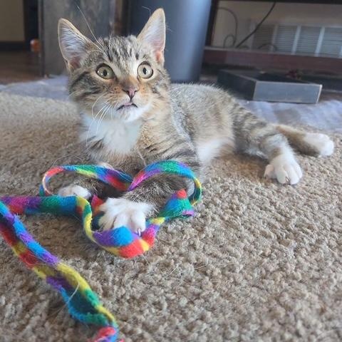 Luella, Adoptable, Kitten Female Domestic Short Hair.
