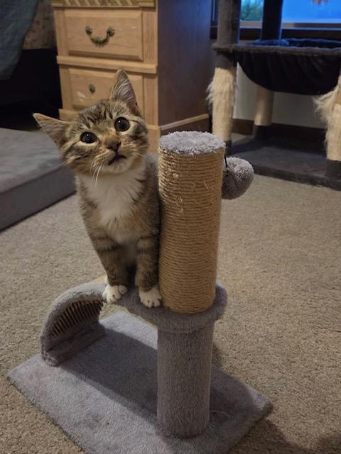 Enlarge Luella, a Adoptable Domestic Short Hair in Hutchinson, MN image 2/4