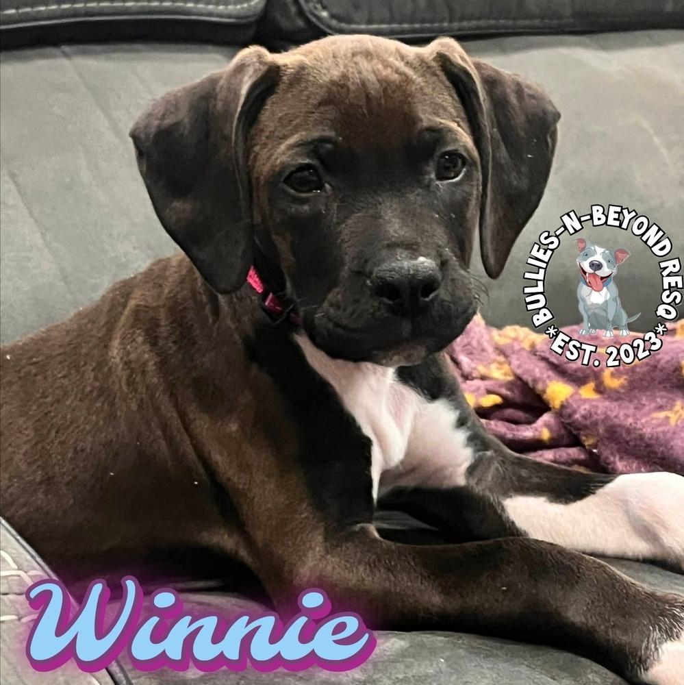 Cottagecore Litter: Winnie, Adoptable, Puppy Female Boxer & German Wirehaired Pointer.