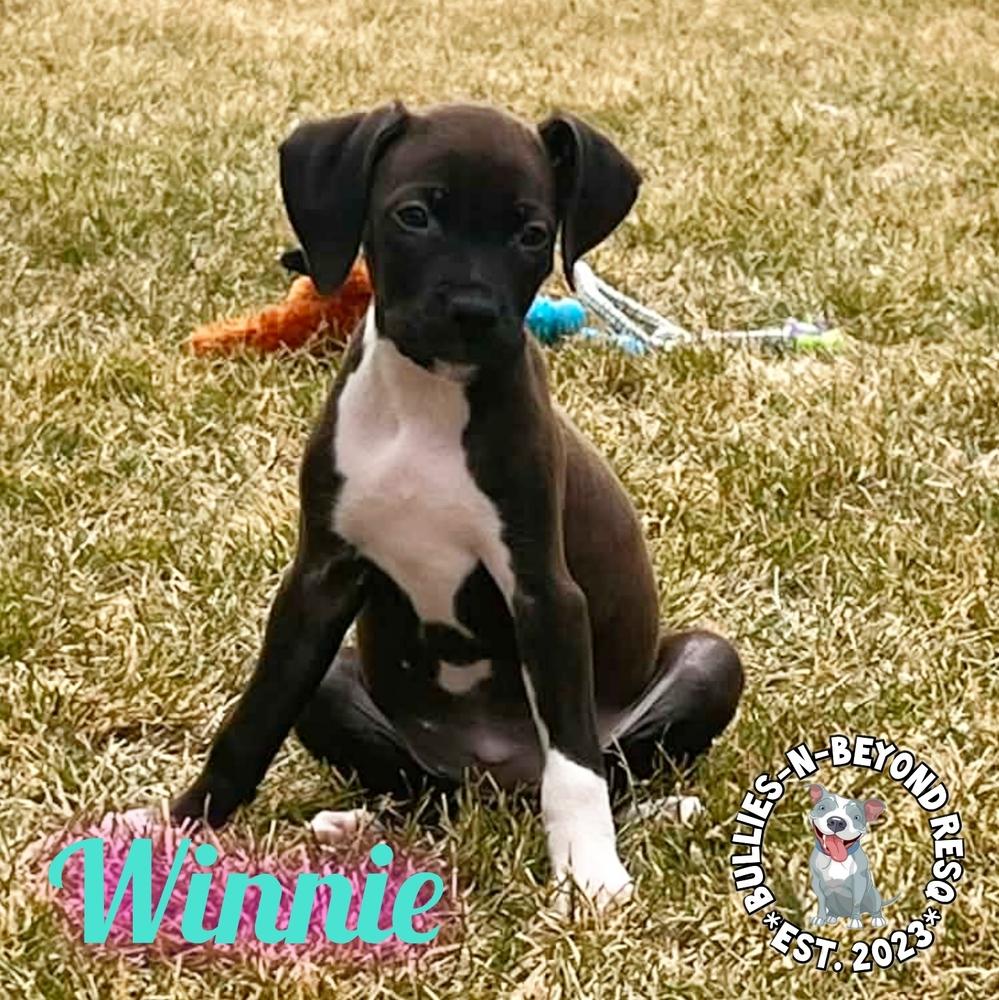 Cottagecore Litter: Winnie, Adoptable, Puppy Female Labrador Retriever.