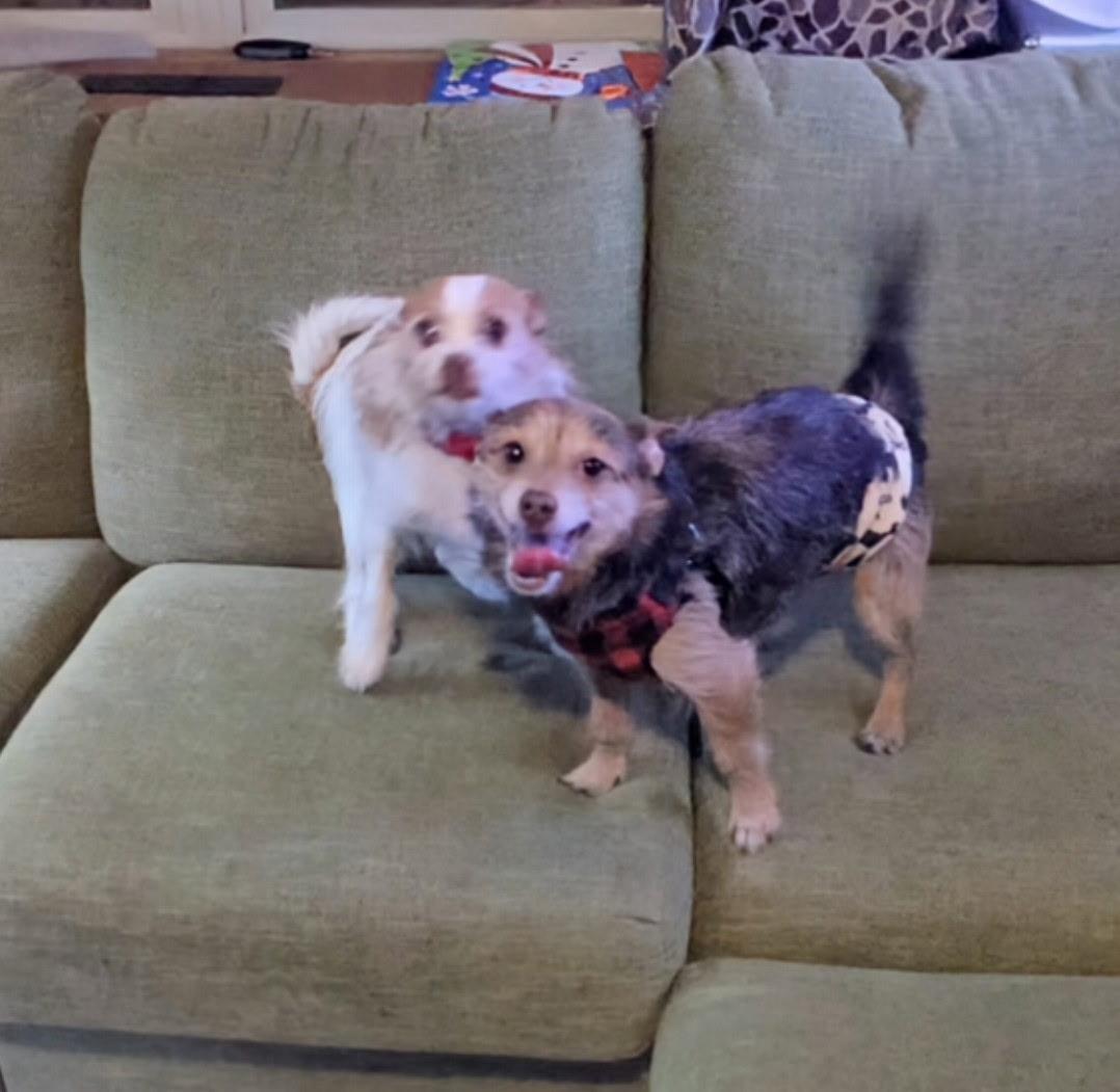 Enlarge Theodore, a Adoptable mixed breed in Cary, NC image 6/6