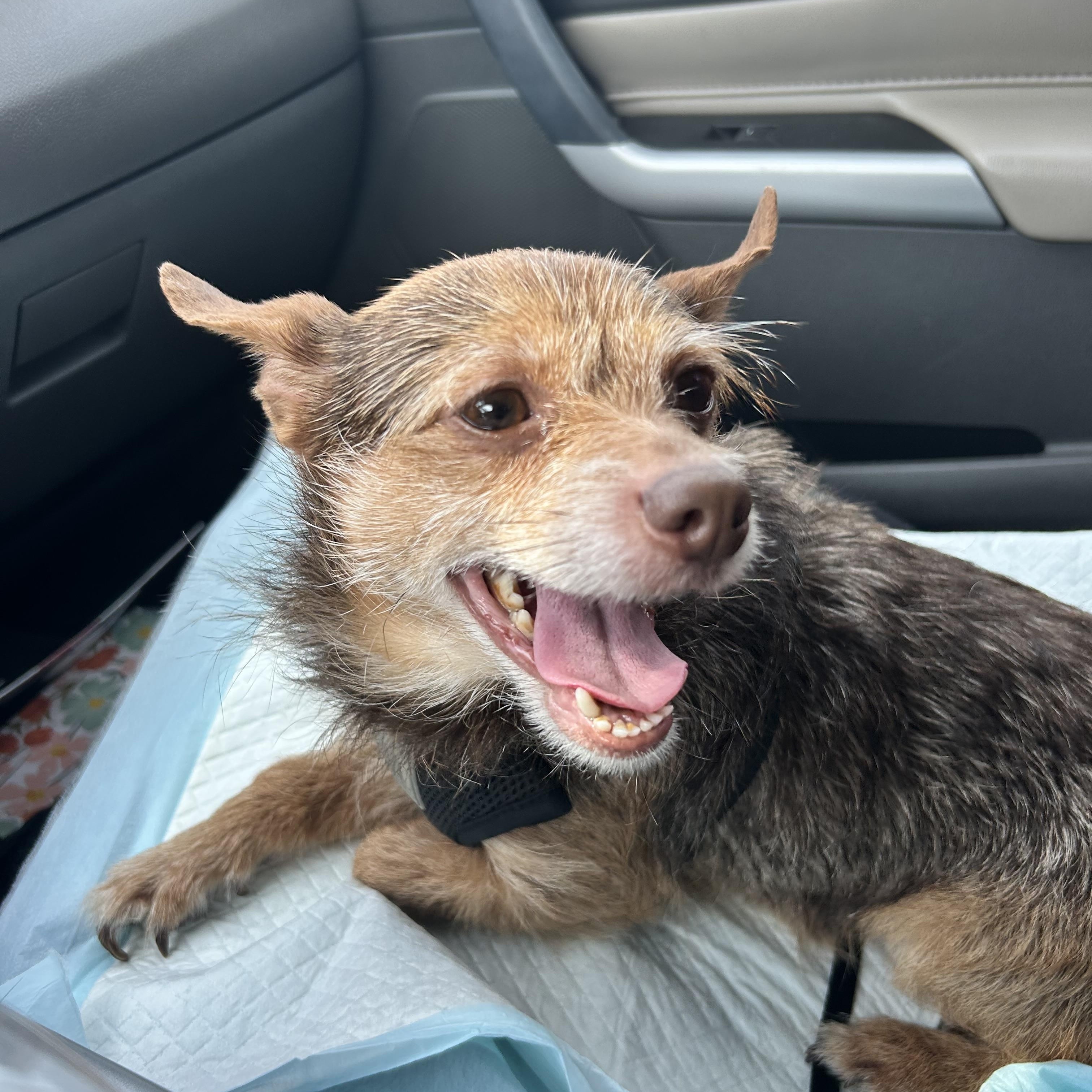 Enlarge Theodore, a Adoptable mixed breed in Cary, NC image 4/6