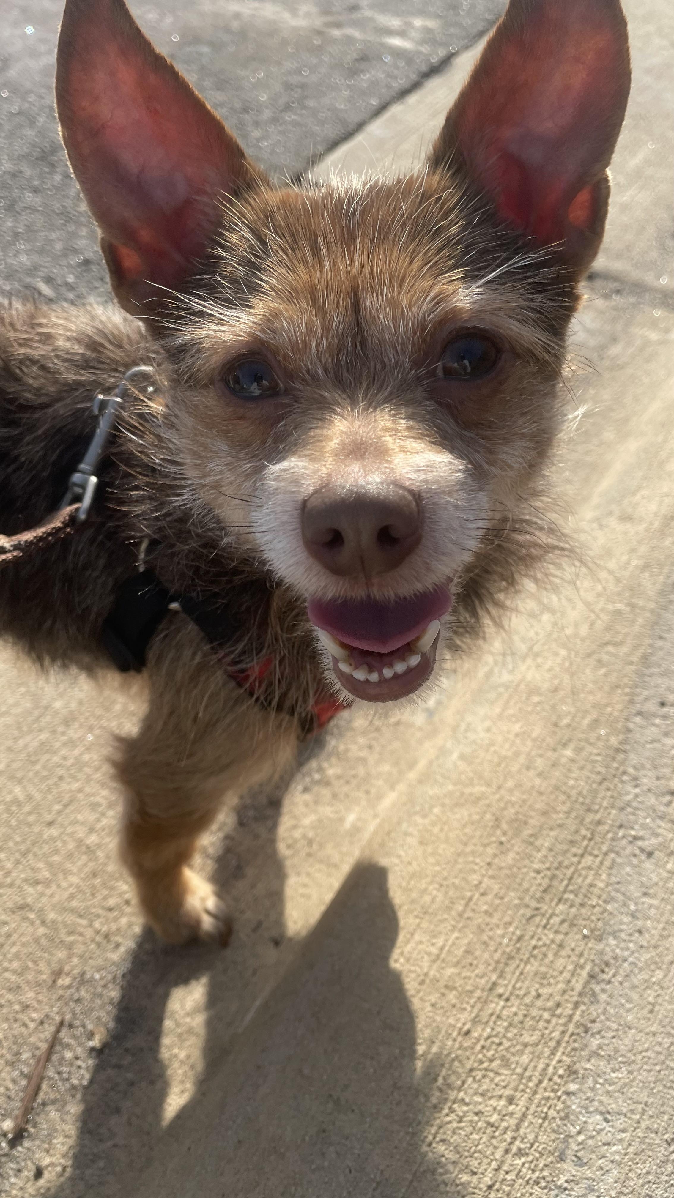 Enlarge Theodore, a Adoptable mixed breed in Cary, NC image 3/6
