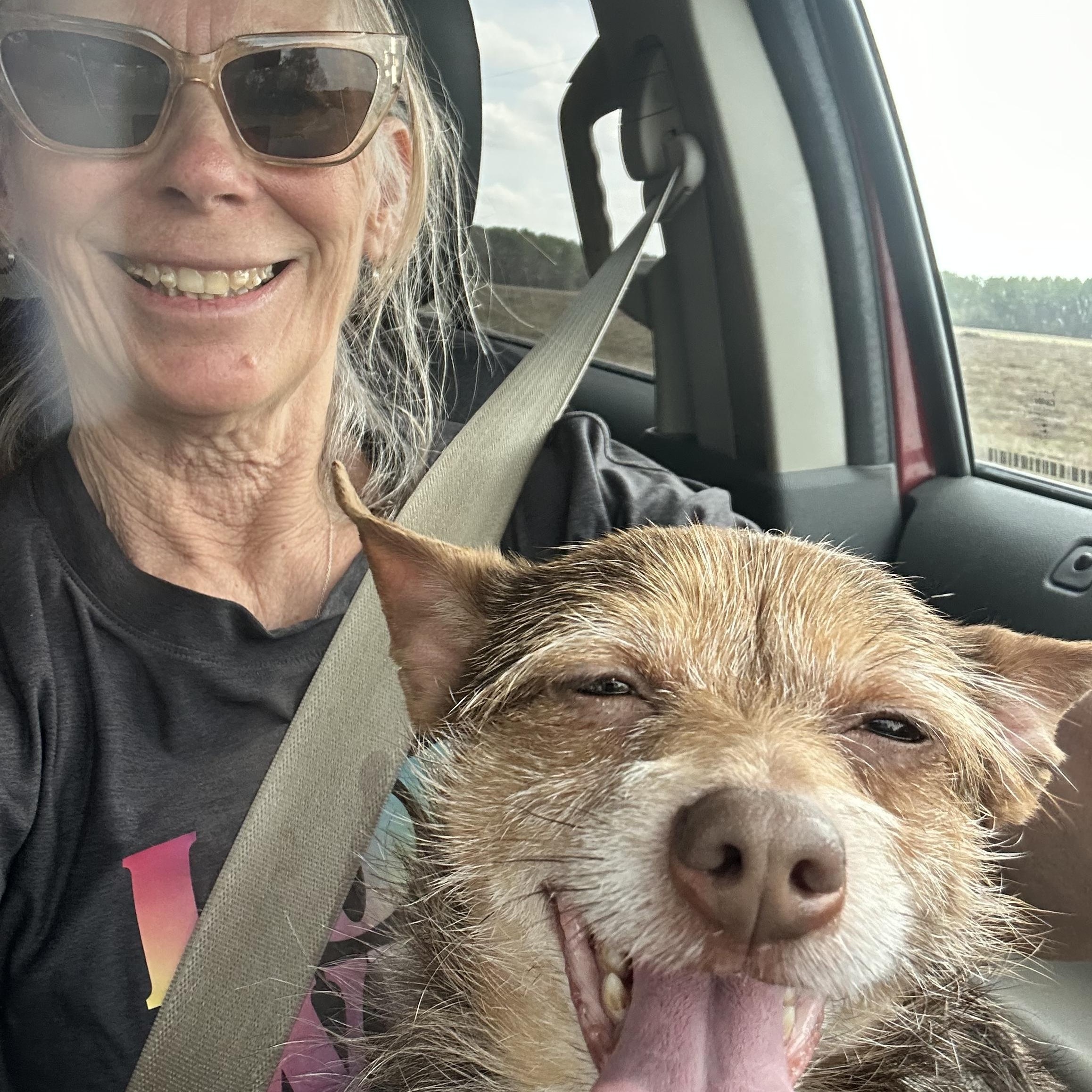 Theodore, Adoptable, Adult Male Chihuahua & Border Terrier.