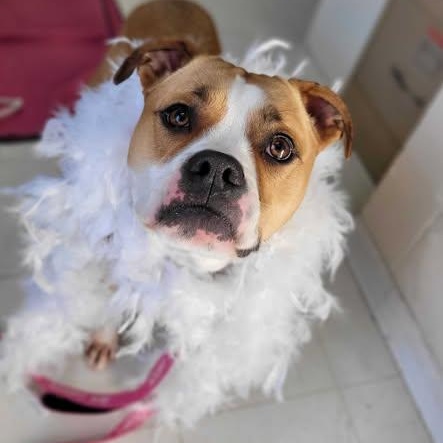 Enlarge Pearl, a ADOPTABLE mixed breed in Nantucket, MA image 1/6