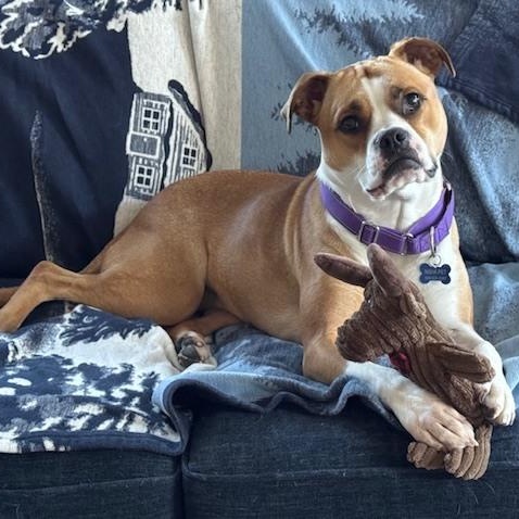 Enlarge Pearl, a ADOPTABLE mixed breed in Nantucket, MA image 1/6