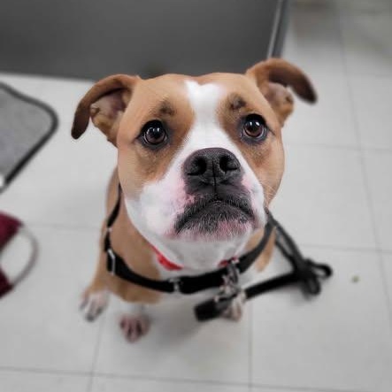 Enlarge Pearl, a ADOPTABLE mixed breed in Nantucket, MA image 1/3