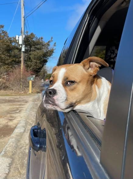 Enlarge Pearl, a ADOPTABLE mixed breed in Nantucket, MA image 5/6
