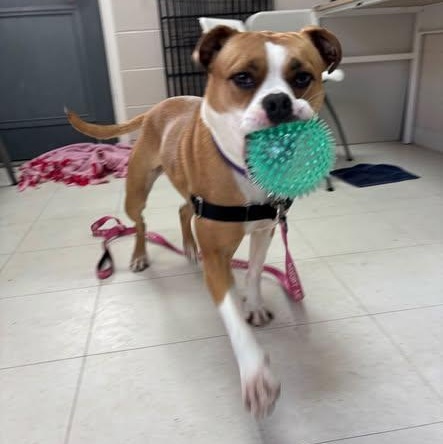 Enlarge Pearl, a ADOPTABLE mixed breed in Nantucket, MA image 6/6