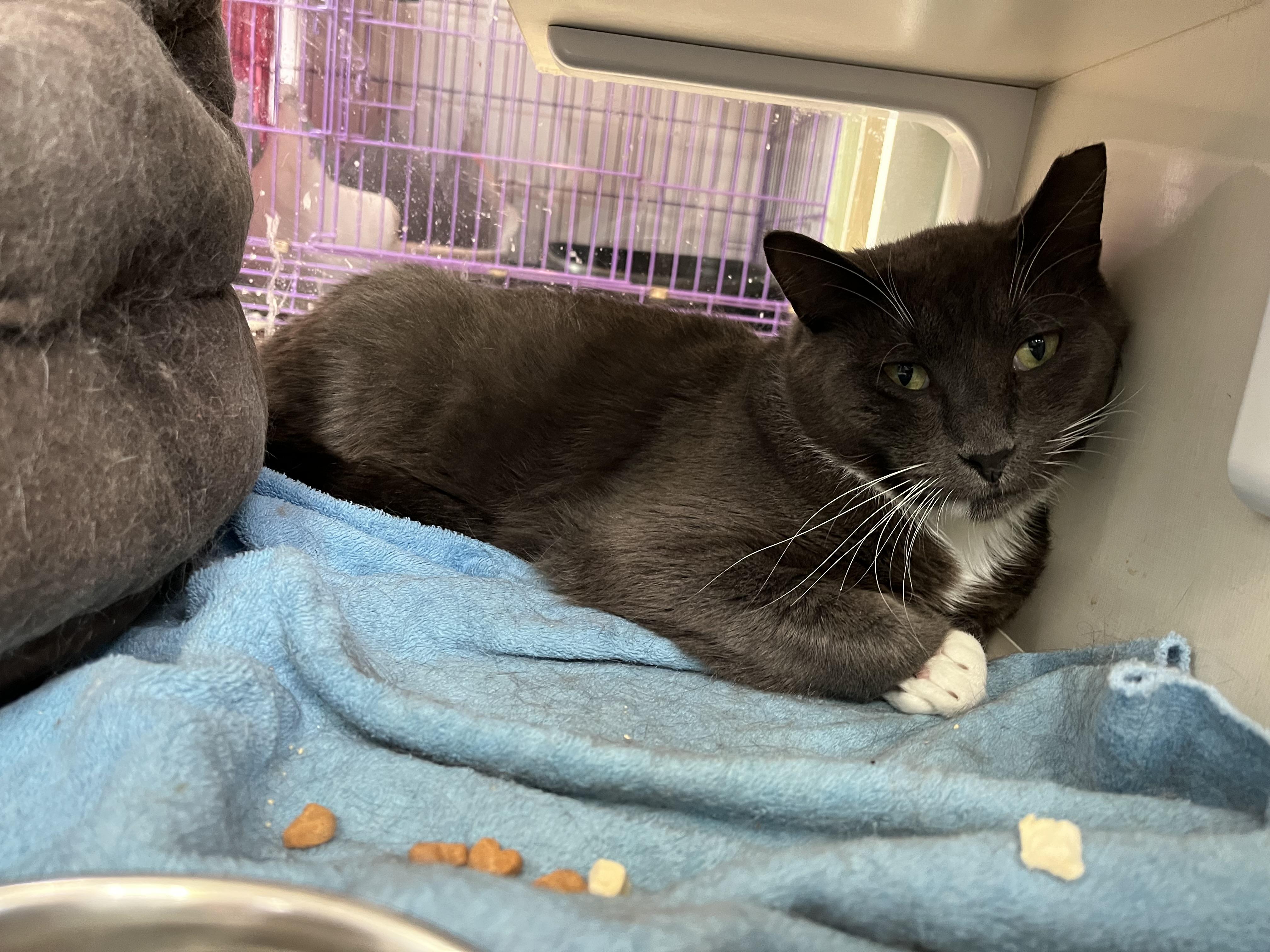 Wilson, an adoptable Domestic Short Hair in Salisbury, MA image 2/4