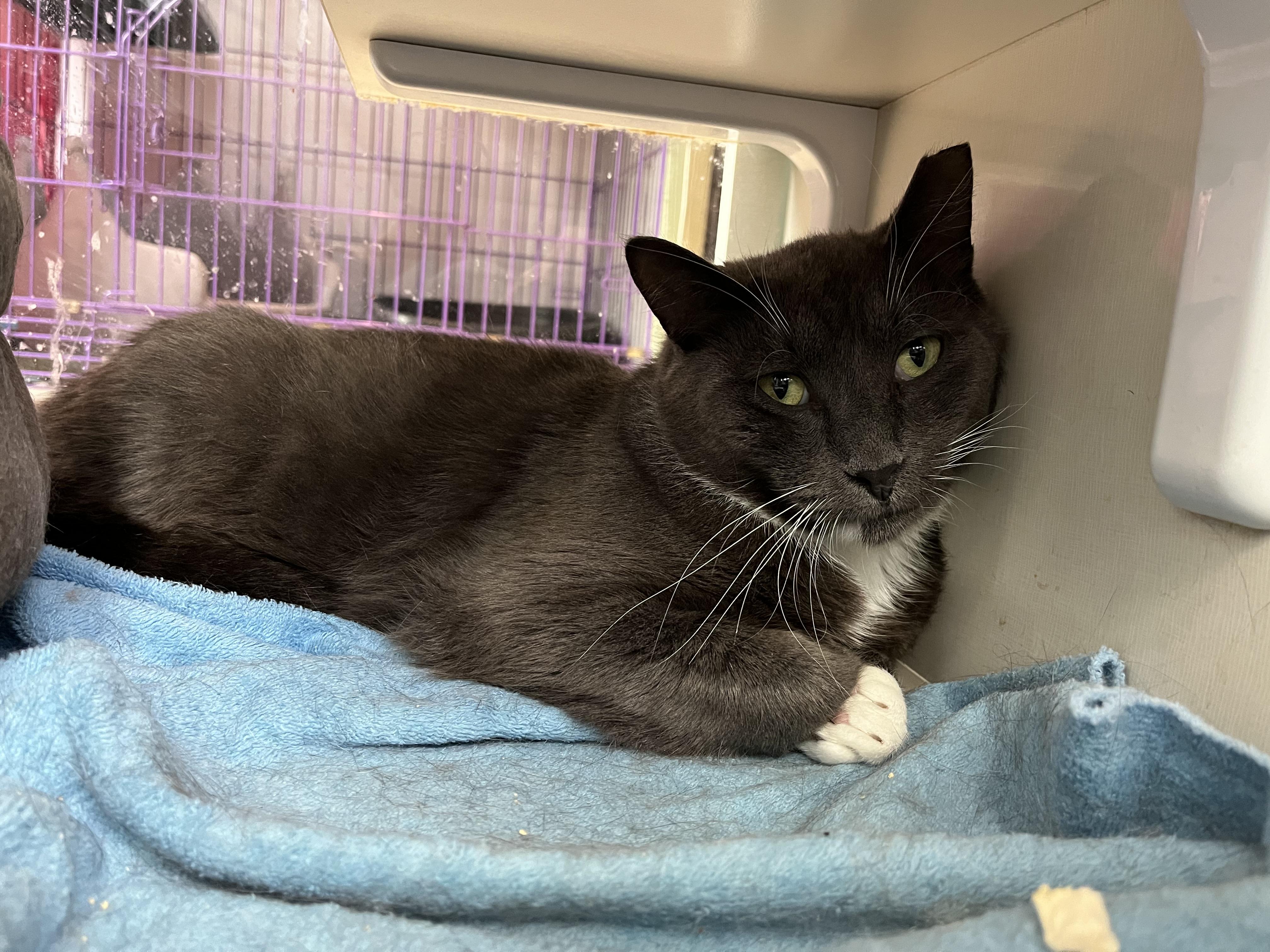 Wilson, adoptable, Adult Male Domestic Short Hair.