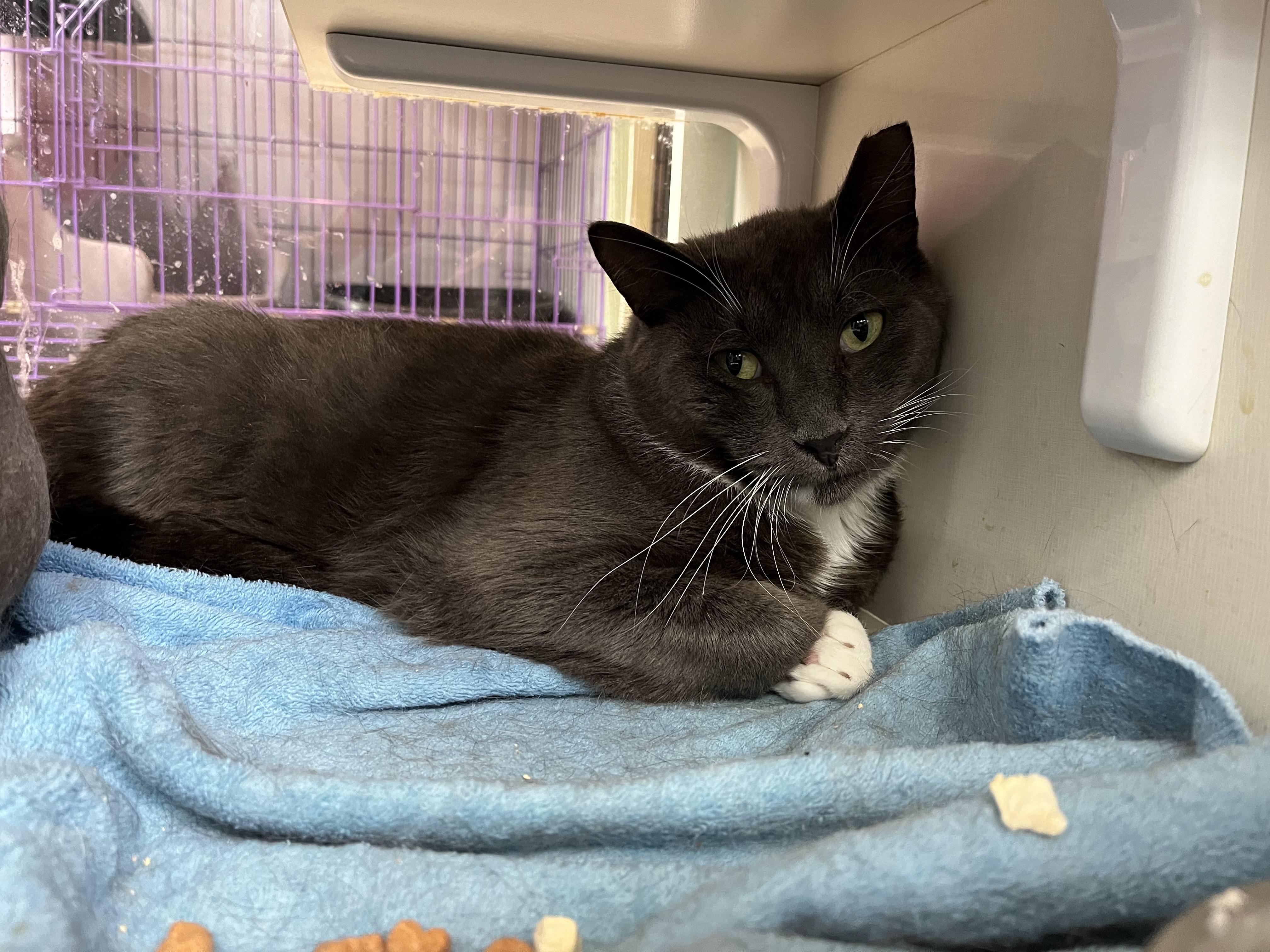 Wilson, an adoptable Domestic Short Hair in Salisbury, MA image 3/4