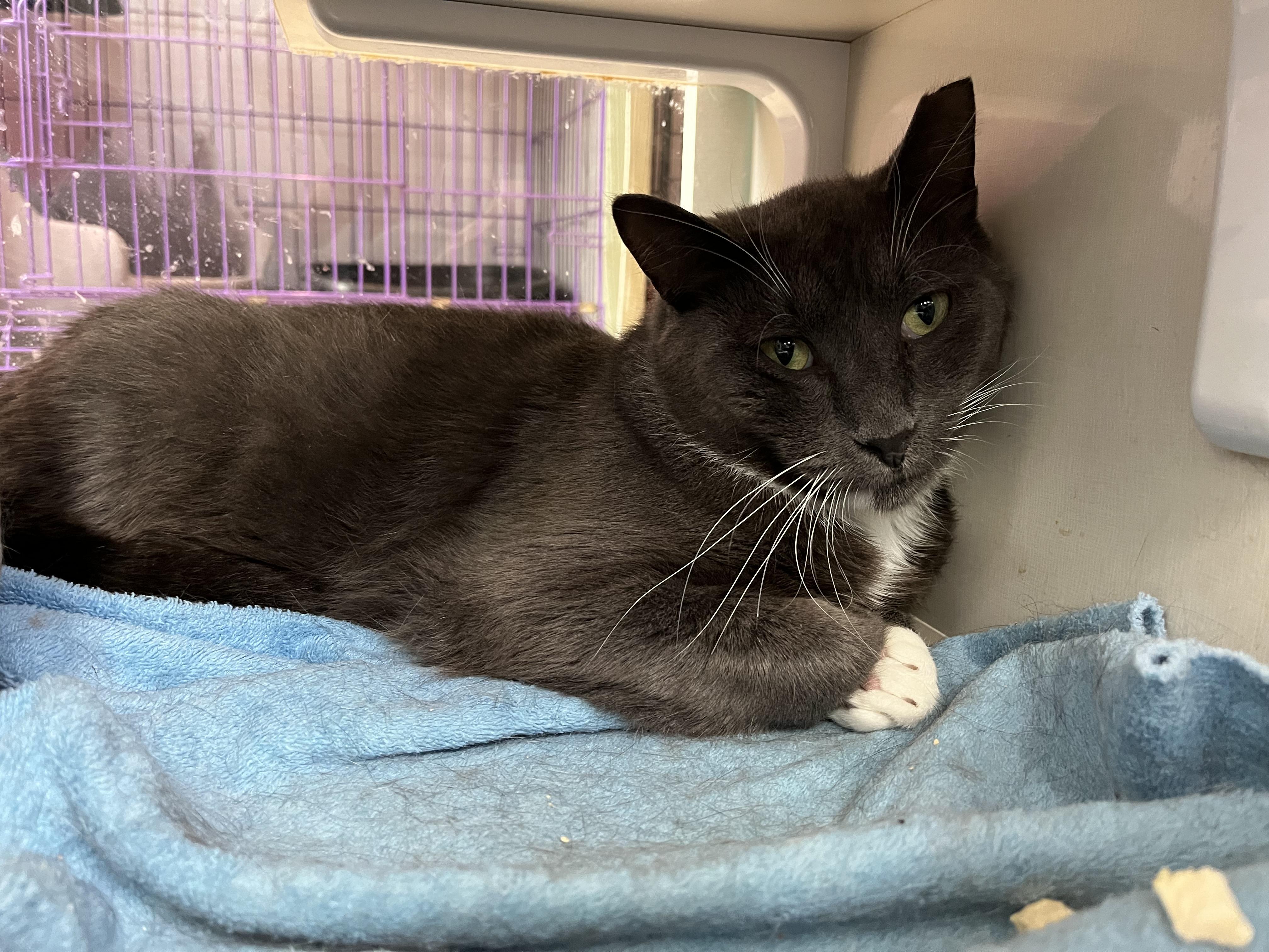 Wilson, an adoptable Domestic Short Hair in Salisbury, MA image 4/4