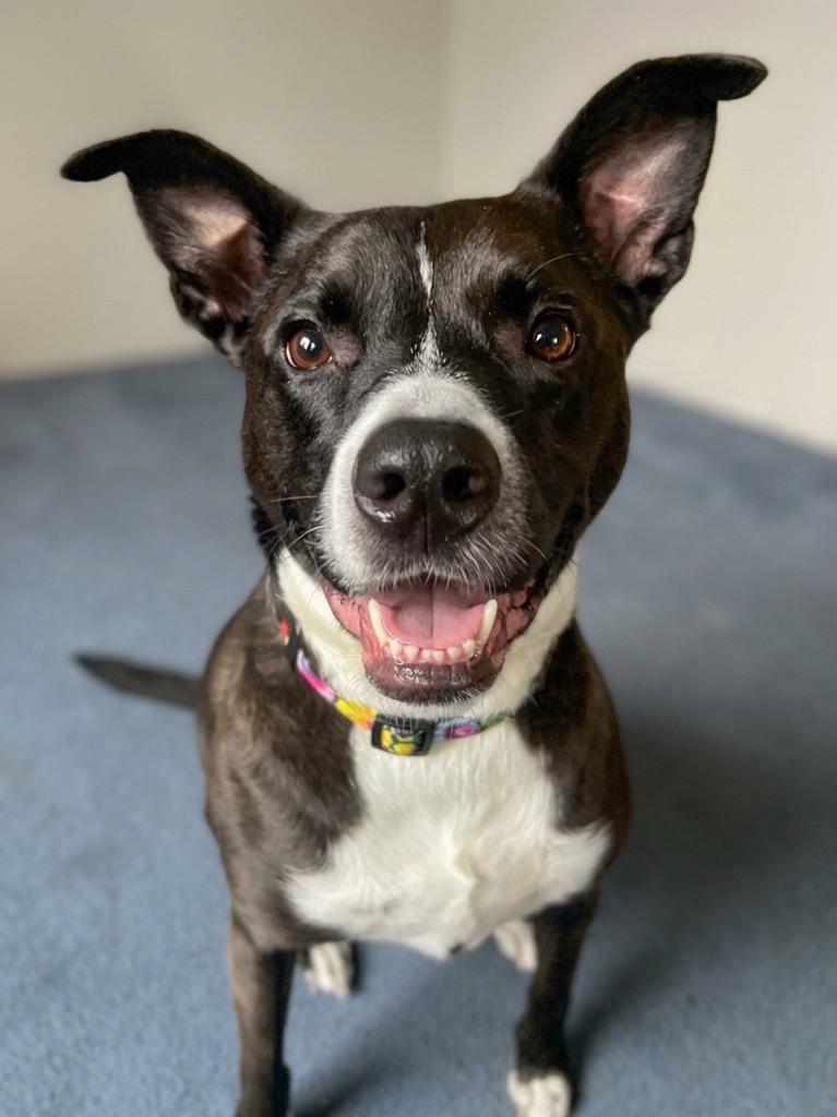 Halo, Adoptable, Adult Female Mixed Breed & Border Collie.