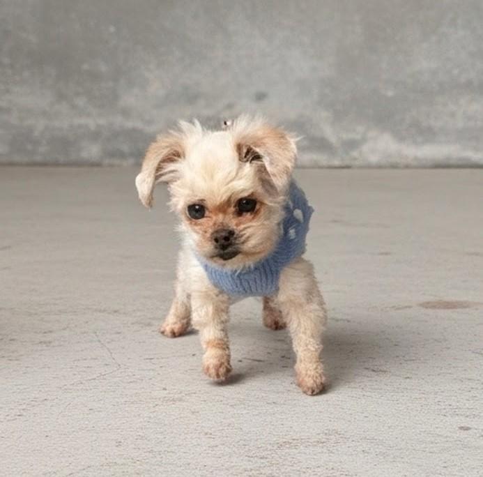 Enlarge Winter, a ADOPTABLE Maltese in Monroe, NC image 1/6