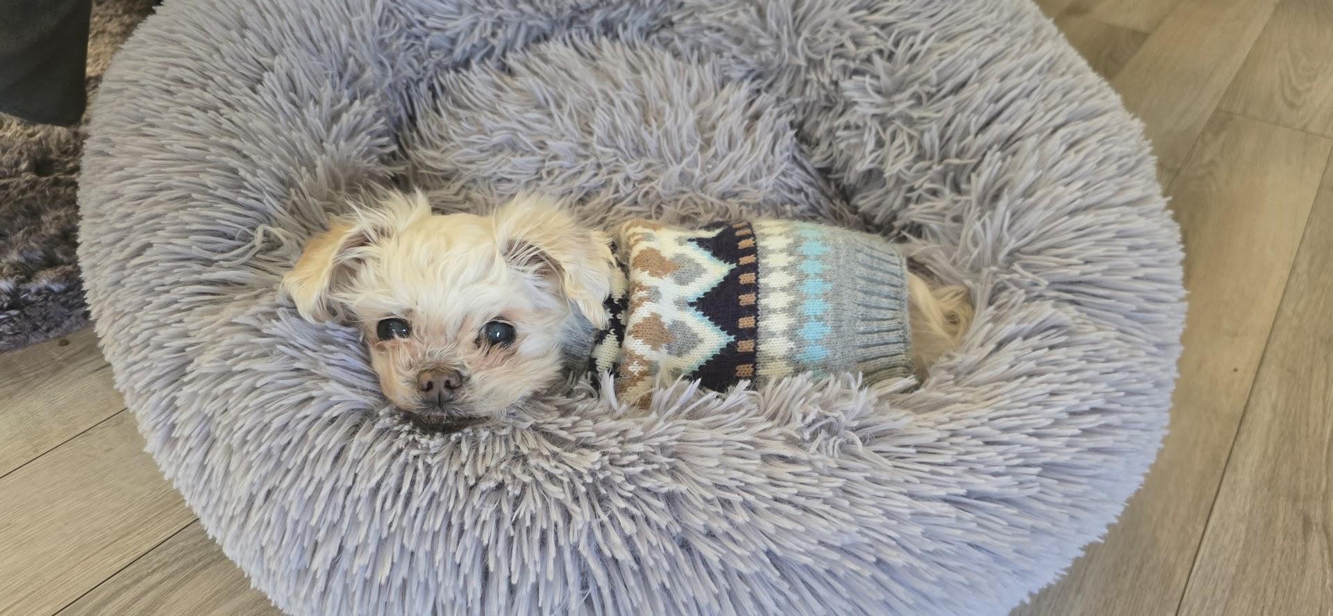 Enlarge Winter, a ADOPTABLE Maltese in Monroe, NC image 2/6