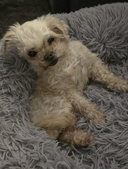 Enlarge Winter, a ADOPTABLE Maltese in Monroe, NC image 3/6