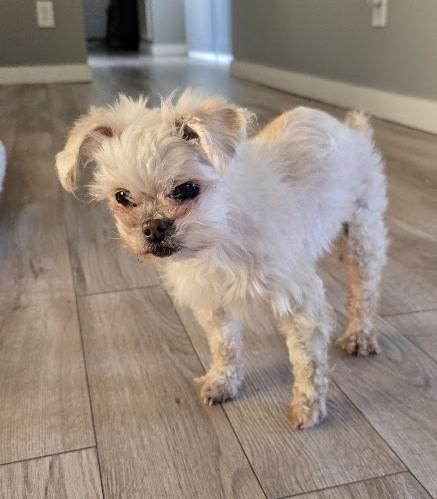 Enlarge Winter, a ADOPTABLE Maltese in Monroe, NC image 4/6