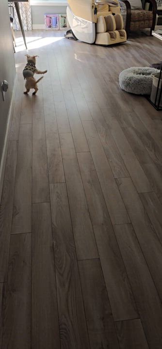 Enlarge Winter, a ADOPTABLE Maltese in Monroe, NC video 6/6