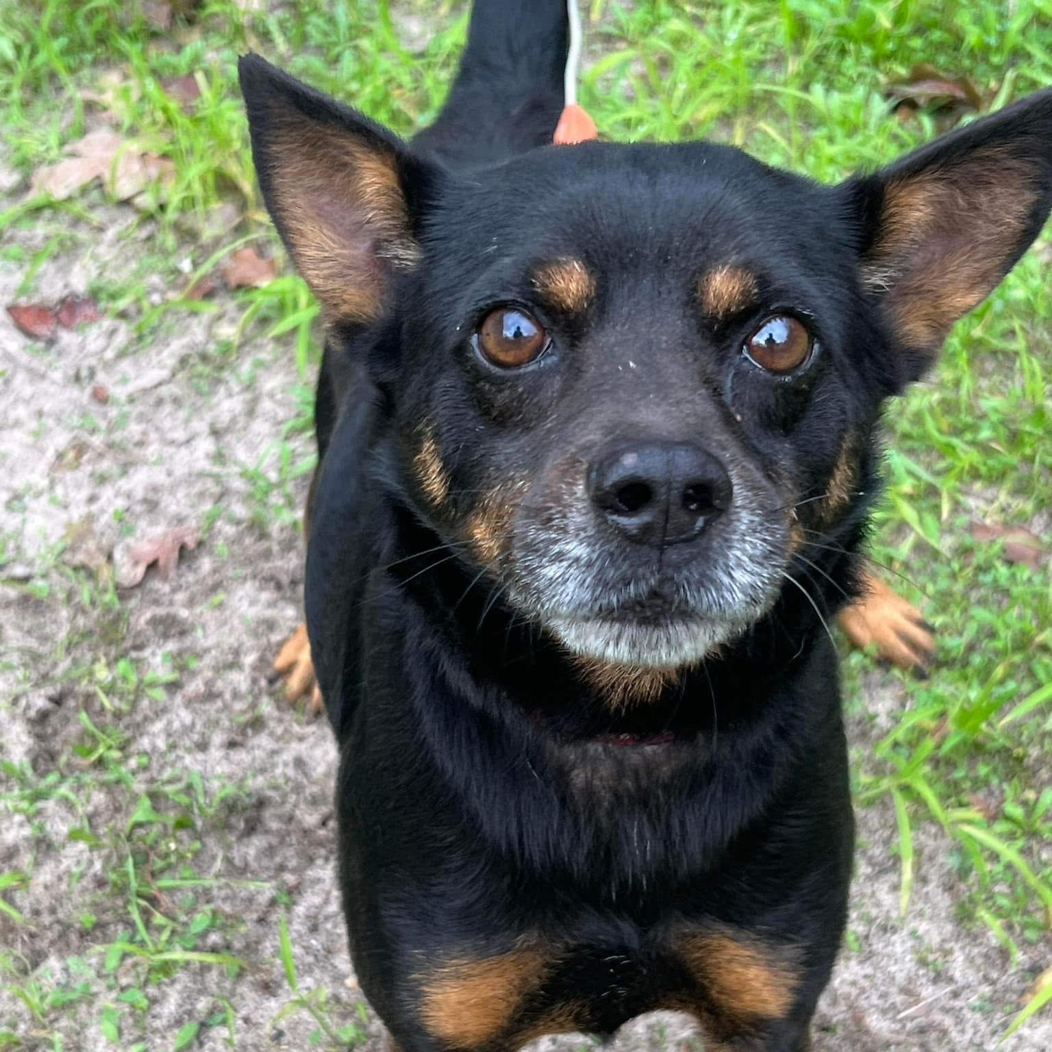 Tito