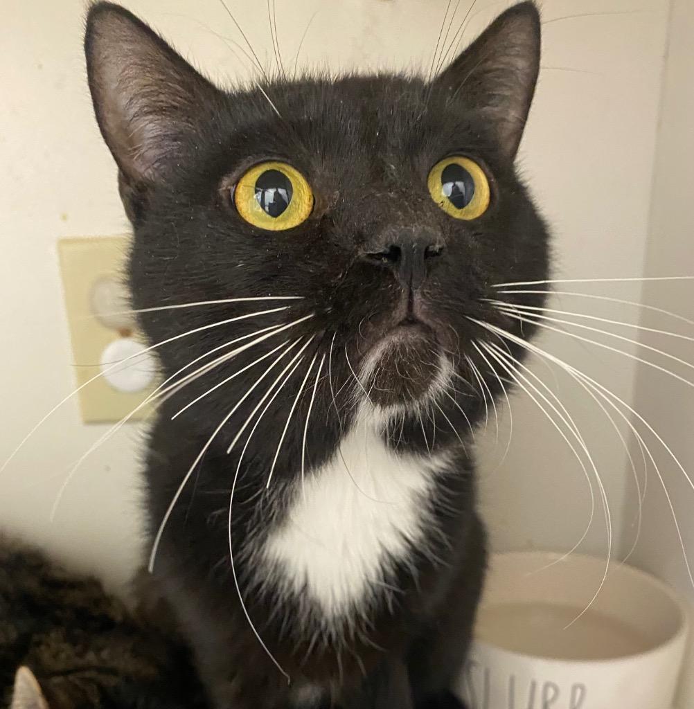 Mirrorball, Adoptable, Adult Male Domestic Short Hair.