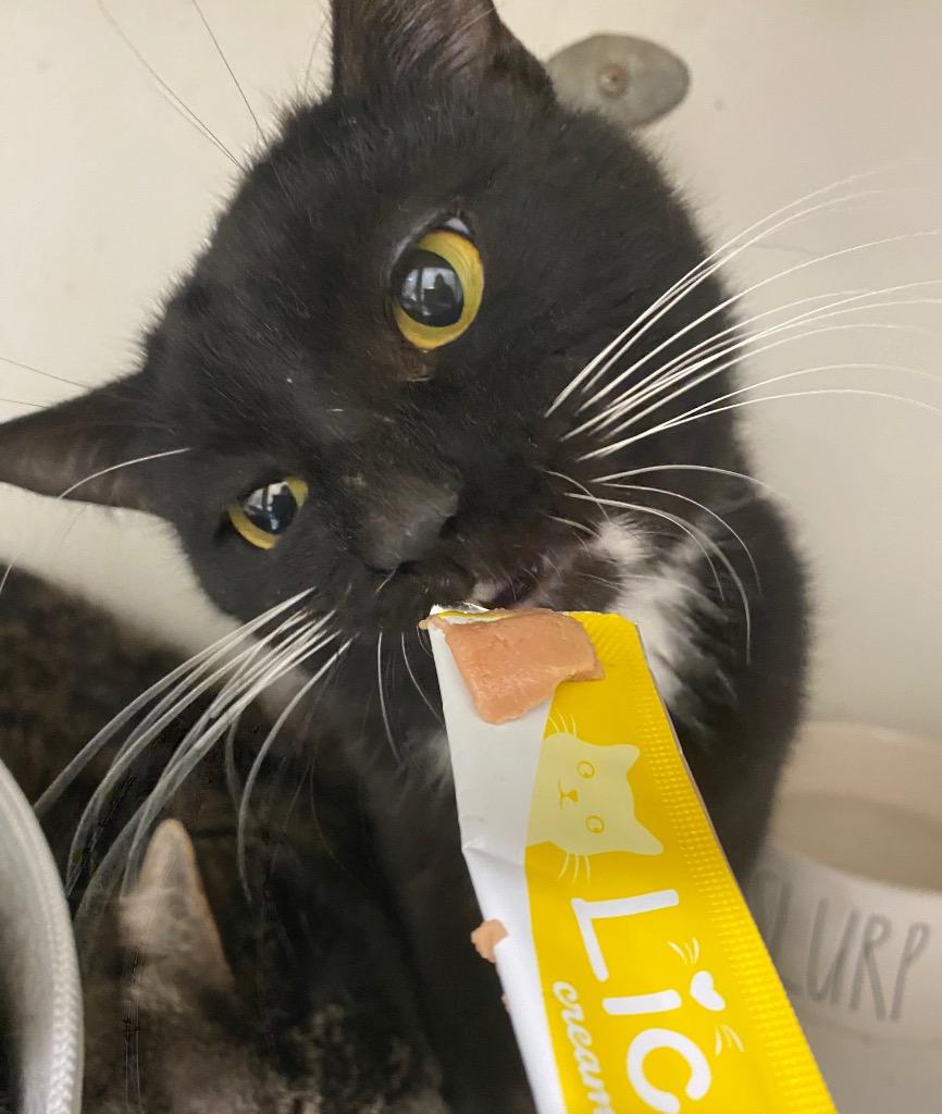 Mirrorball, Adoptable, Young Male Domestic Short Hair.