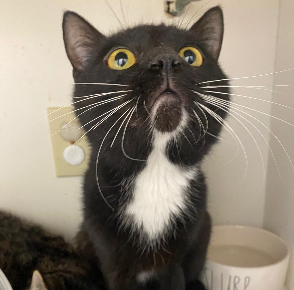 Mirrorball, Adoptable, Young Male Domestic Short Hair.