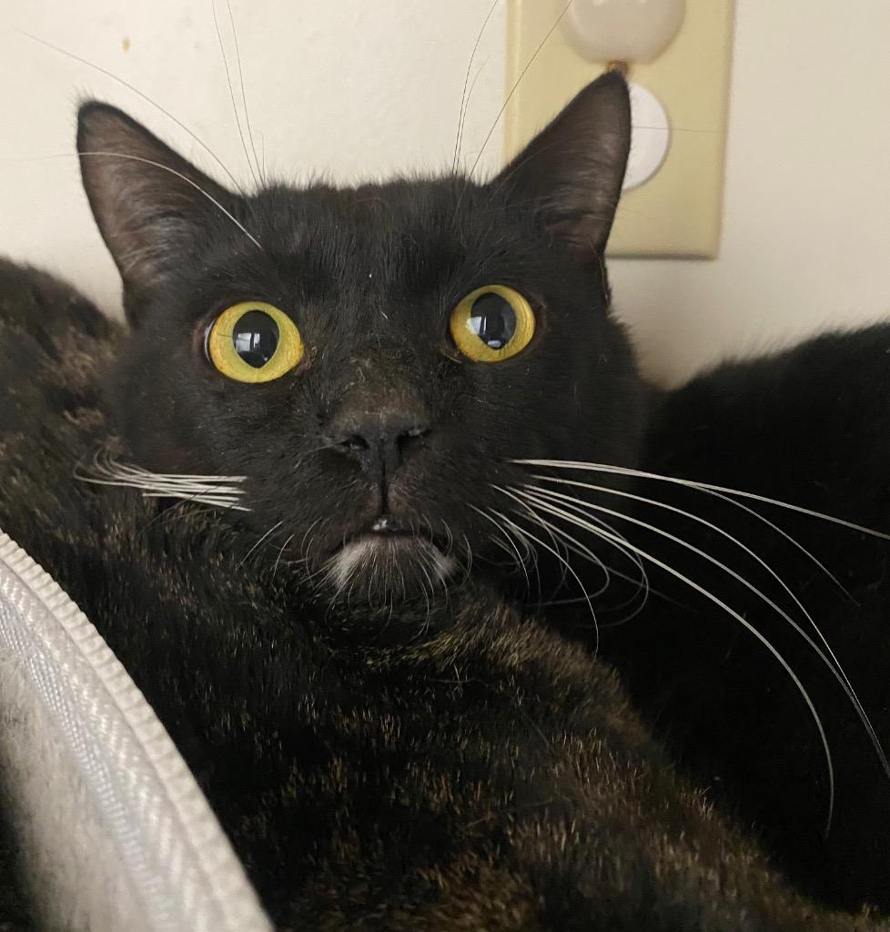 Enlarge Mirrorball, a Adoptable mixed breed in Fall River, MA image 2/6