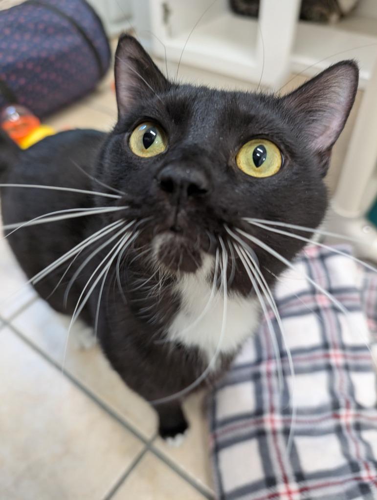 Enlarge Mirrorball, a Adoptable mixed breed in Fall River, MA image 3/6