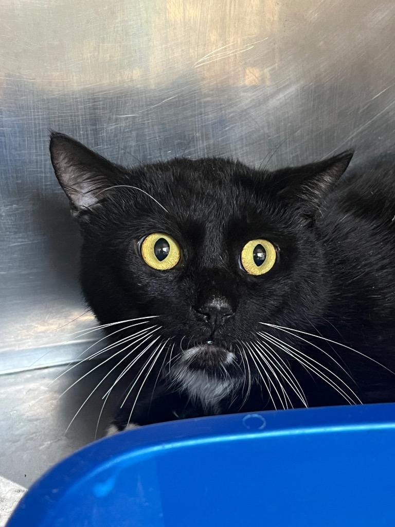 Enlarge Mirrorball, a Adoptable mixed breed in Fall River, MA image 4/6