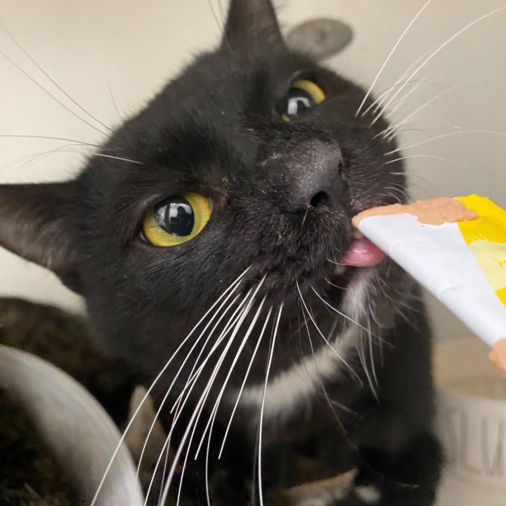 Enlarge Mirrorball, a Adoptable mixed breed in Fall River, MA image 5/6