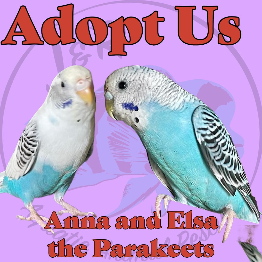 Anna and Elsa the Parakeets, Adoptable, Young Female Parakeet (Other).